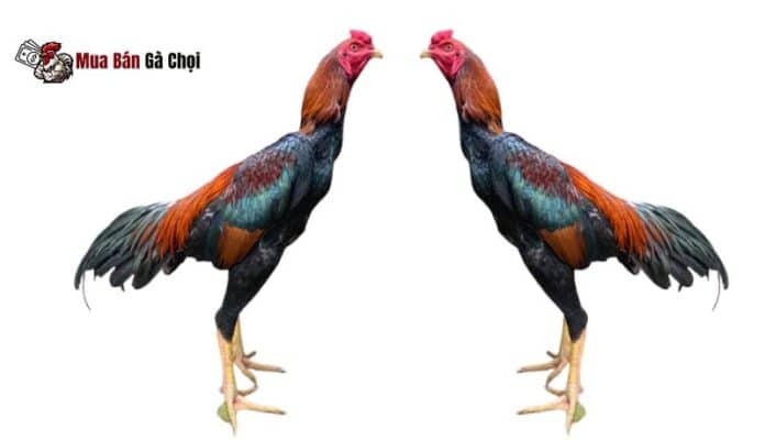 Gà chọi đúc có những màu lông nào?