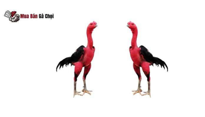 Đặc điểm của gà chọi