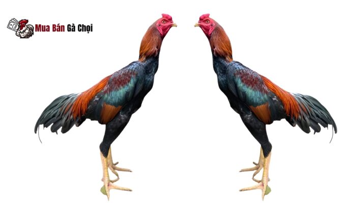 Gà đúc tía là gì?