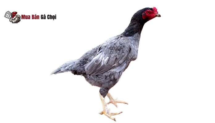 Một số giống Gà mái chọi bịp chân vàng