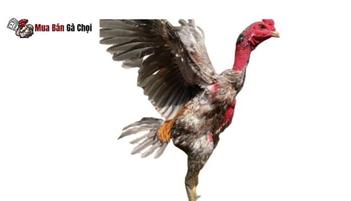 Đặc điểm của Gà mái chọi bịp chân xanh