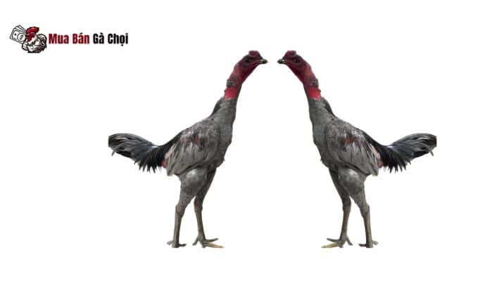 Chọn theo hình dáng