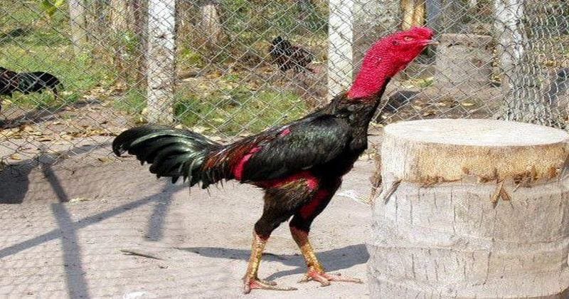 Đặc điểm về cân nặng của gà chọi Bình Định