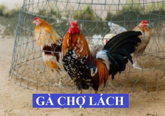 Giống gà chọi nổi tiếng ở vùng Chợ Lách