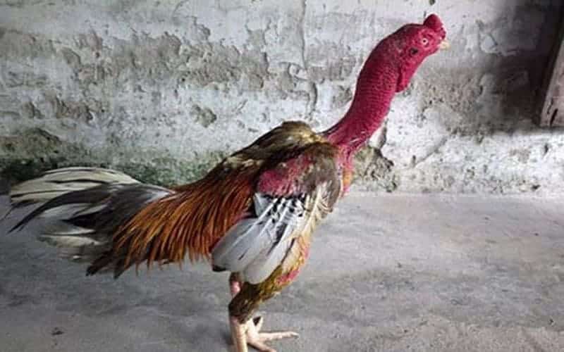 Lưu ý khi chăm sóc gà đá Bình Định