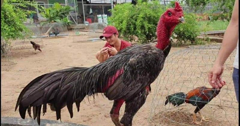 Phong cách thi đấu của gà chọi Bình Định