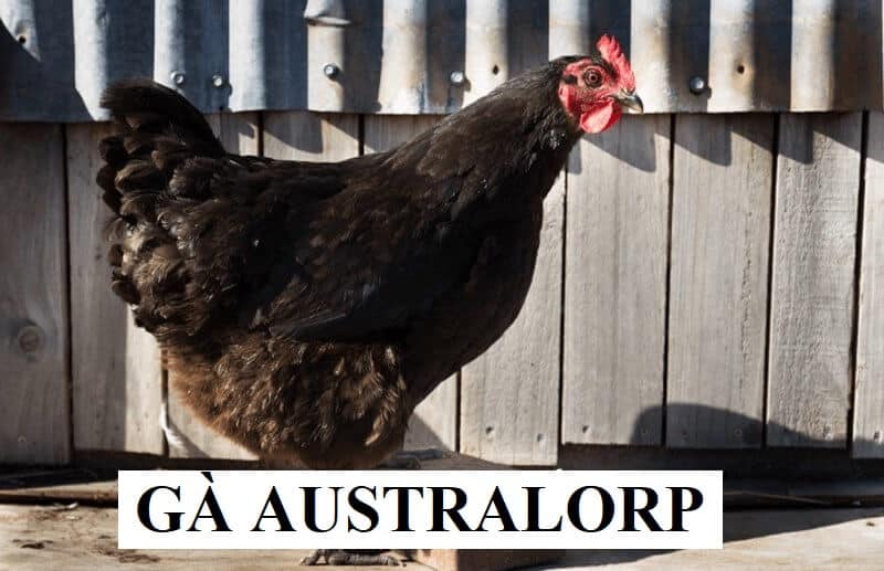 Tìm hiểu thông tin về giống gà Australorp
