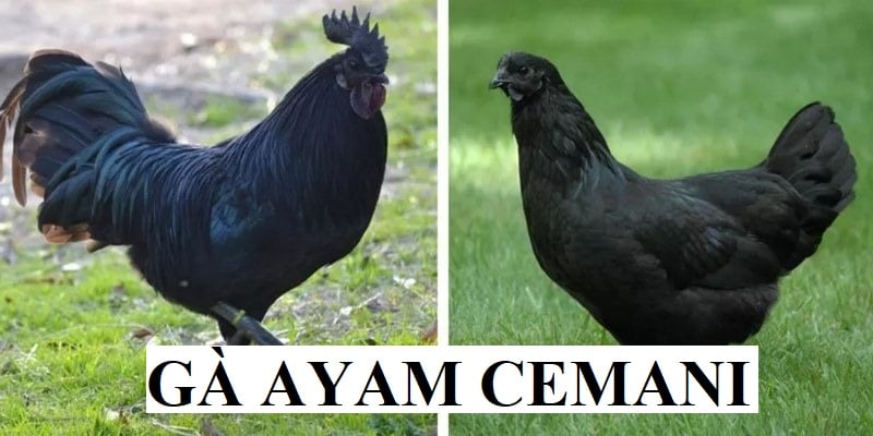 Tìm hiểu thông tin về giống gà Ayam Cemani