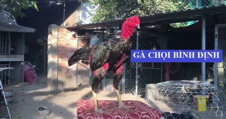 Tìm hiểu về nguồn gốc của gà chọi Bình Định