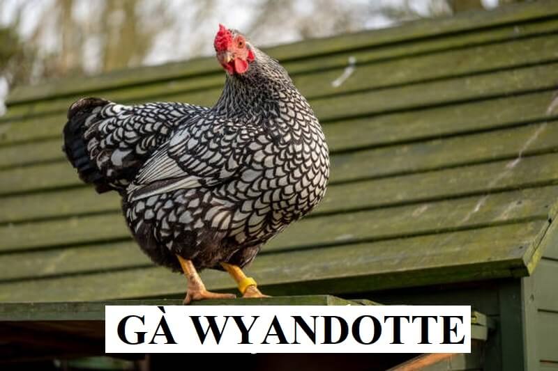 Tìm hiểu về nguồn gốc của giống gà Wyandotte