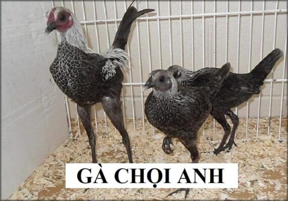 Tìm hiểu về nguồn gốc của giống gà chọi Anh