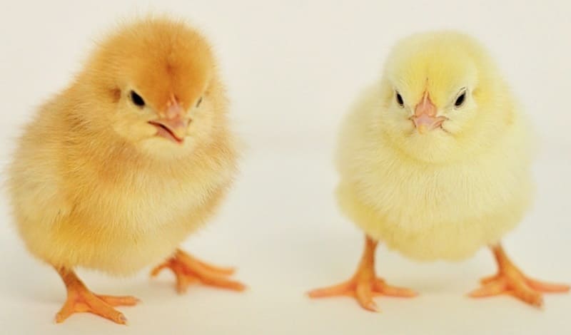 Gà giống khỏe thì mới cho năng suất cao khi nuôi