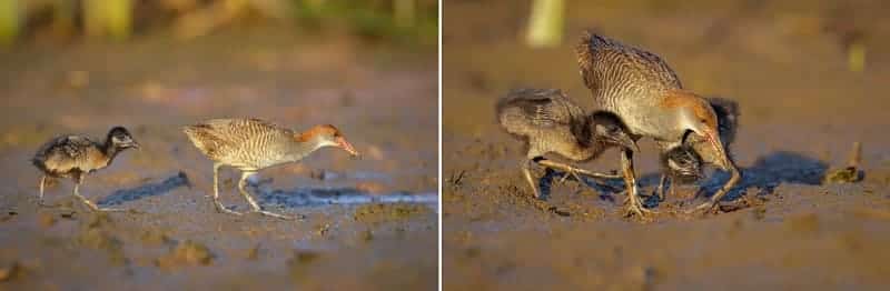 Nhiều người đã nuôi chim núm thành công tại nhà