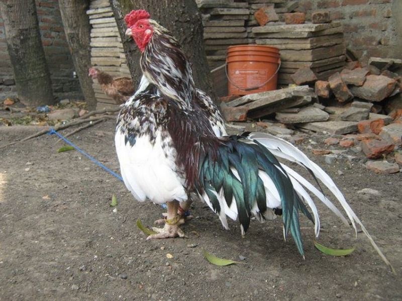 Tìm hiểu về giống gà Satsumadori là giống gà như thế nào 2 Cần lưu ý đặc biệt khi nuôi gà chọi Satsumadori