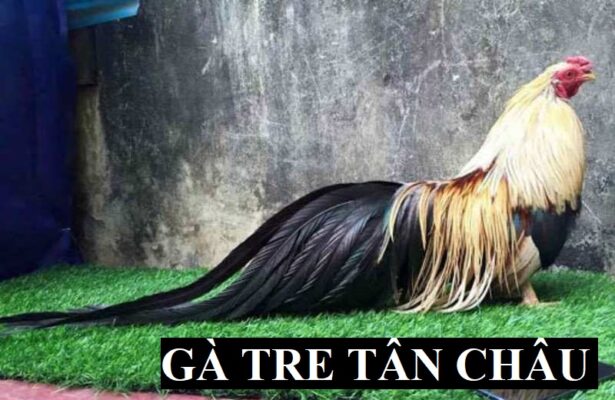 Thường xuyên tắm và sấy để có bộ lông bóng mượt