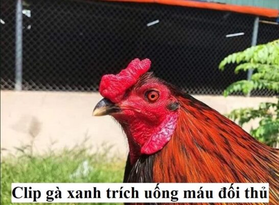 Clip gà xanh trích uống máu đối thủ có phải sự thật?