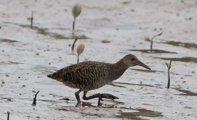 Chim núm có màu lông nâu sẫm sọc xen kẽ