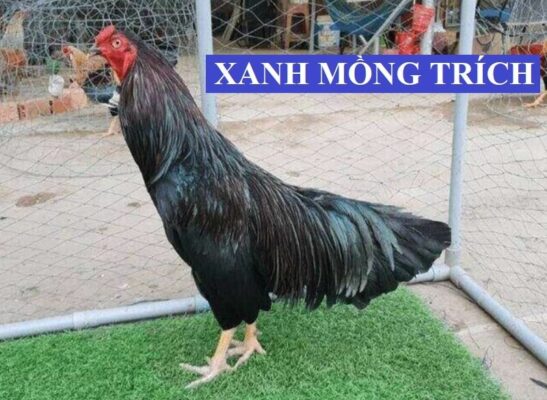 Đặc điểm của những con gà xanh mồng trích