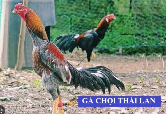 Đặc điểm nổi bật gà chọi Thái Lan
