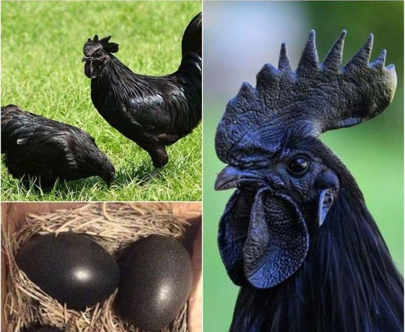 Đặc điểm dễ nhận dạng của giống gà Mông đen