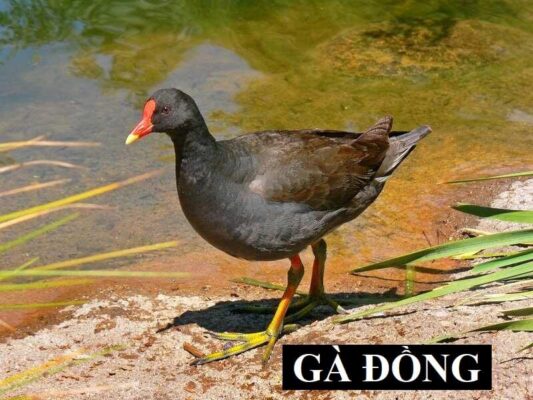 Đặc điểm nhận dạng của chim cúm cúm (gà đồng)