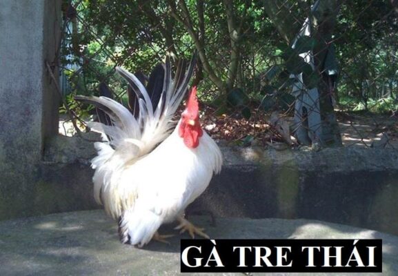 Đặc điểm để nhận biết giống gà kiểng