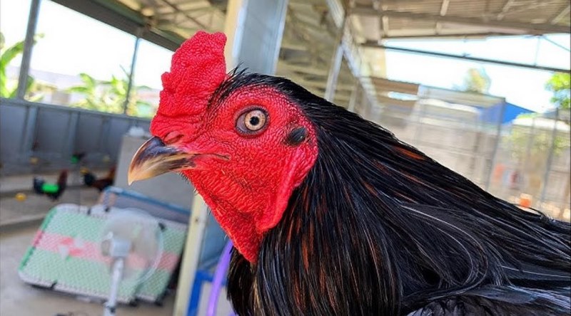 Đặc điểm phân biệt gà xanh trích trong chiến đấu