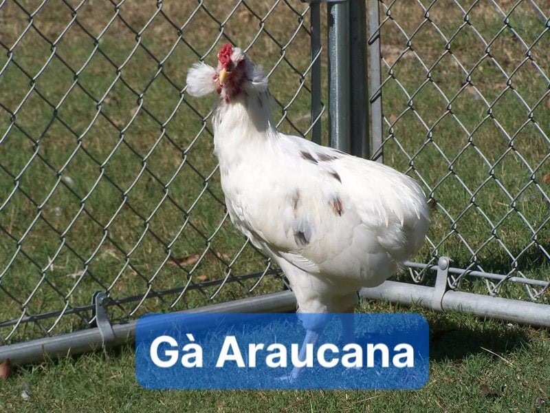 Gà gà Araucana có nguồn gốc tại Nam Mỹ