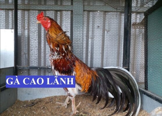 Giới thiệu về giống gà Cao Lãnh nổi tiếng