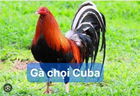 Gà chọi Cuba có nguồn gốc tại Philippines