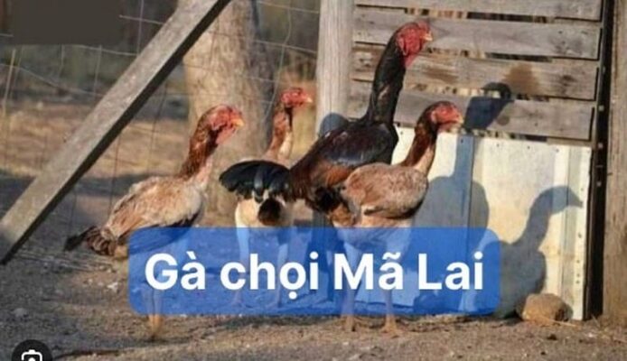 Gà chọi Mã Lai: Đặc điểm và một số cách chăm sóc chi tiết