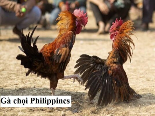 Gà chọi Philippines cực kỳ chất lượng hiện nay