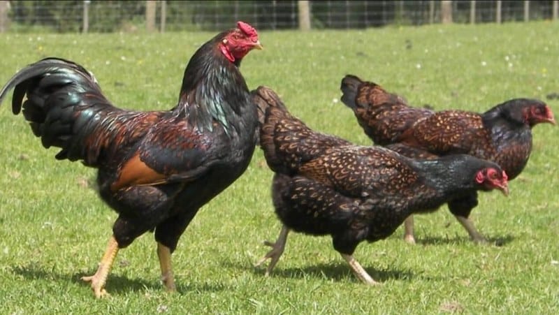 Quy trình nuôi từ nhỏ đến lớn của gà Cornish