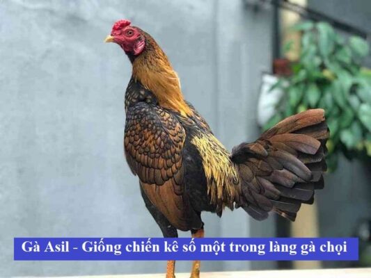 Gà đá chuyên thi đấu cựa sắt