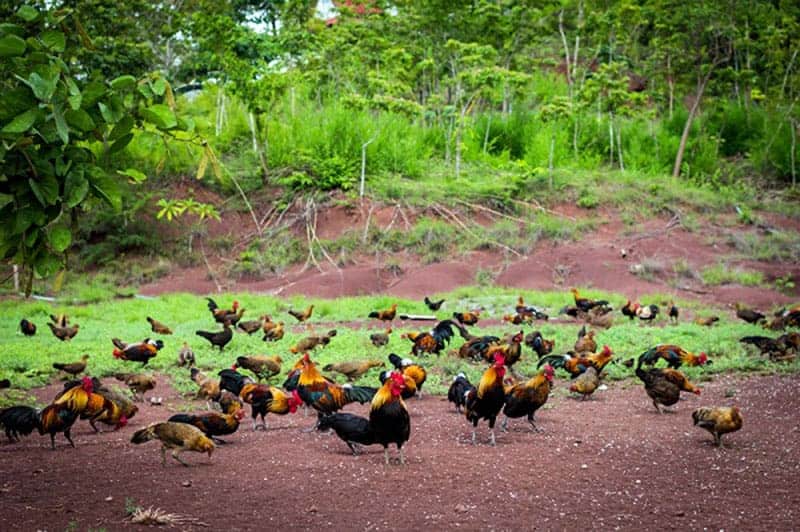 Gà tươi Mạnh Hoạch được nuôi theo hướng truyền thông