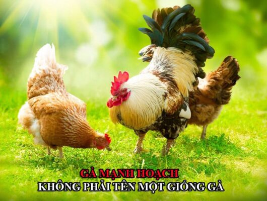 Mạnh Hoạch không phải tên một giống gà như mọi người hay lầm tưởng