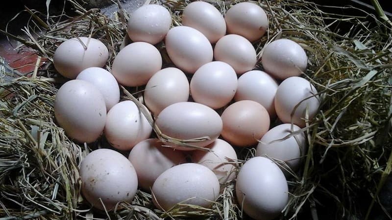 Gà mái tiến Vua có năng suất trứng từ 50 - 55 quả/ năm