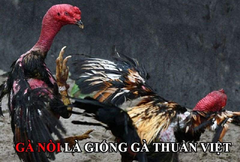 Gà nòi là giống gà thuần Việt được nuôi để đi chọi chuyên nghiệp