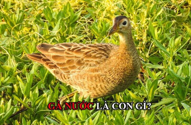 Gà nước là loài chim hoang dã, chủ yếu sống ở miền Tây