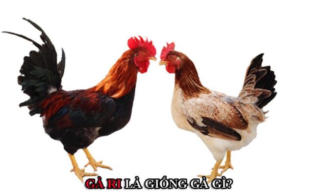 Đây là giống gà bản địa xuất hiện hàng trăm năm trước ở Việt Nam