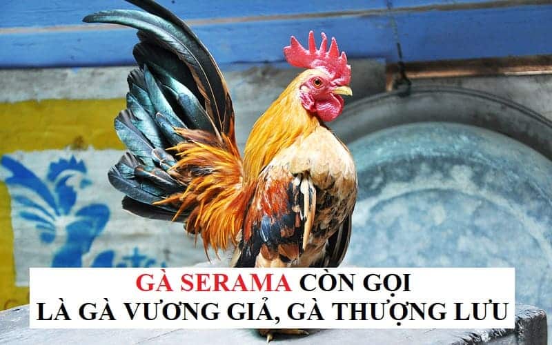 Gà Serama có nhiều tên gọi mỹ miều khác như Vương Giả, Thượng Lưu