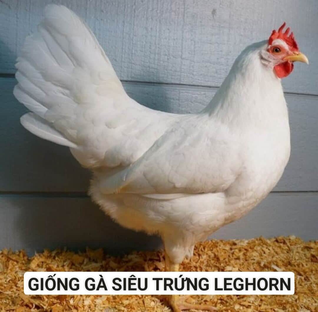 Giống gà đẻ trứng cực sai với sản lượng 160 đến 200 trứng/năm