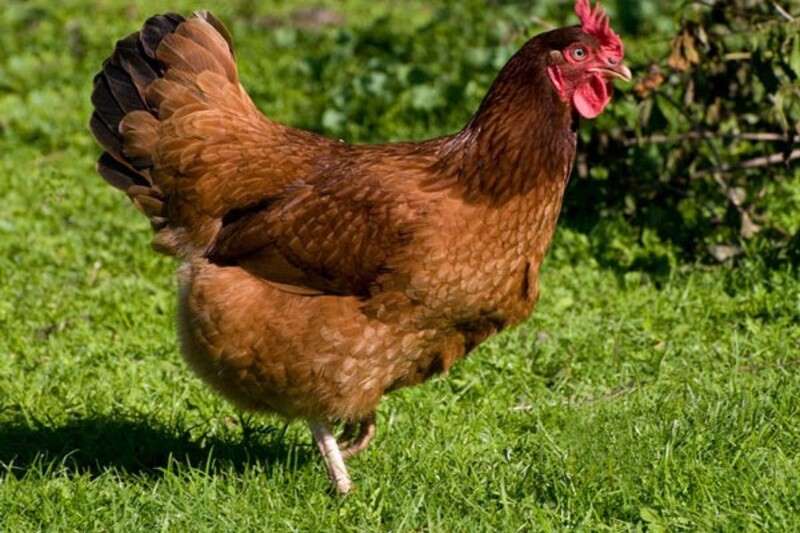 Giống gà đô to với sản lượng đạt từ 180 trứng/năm