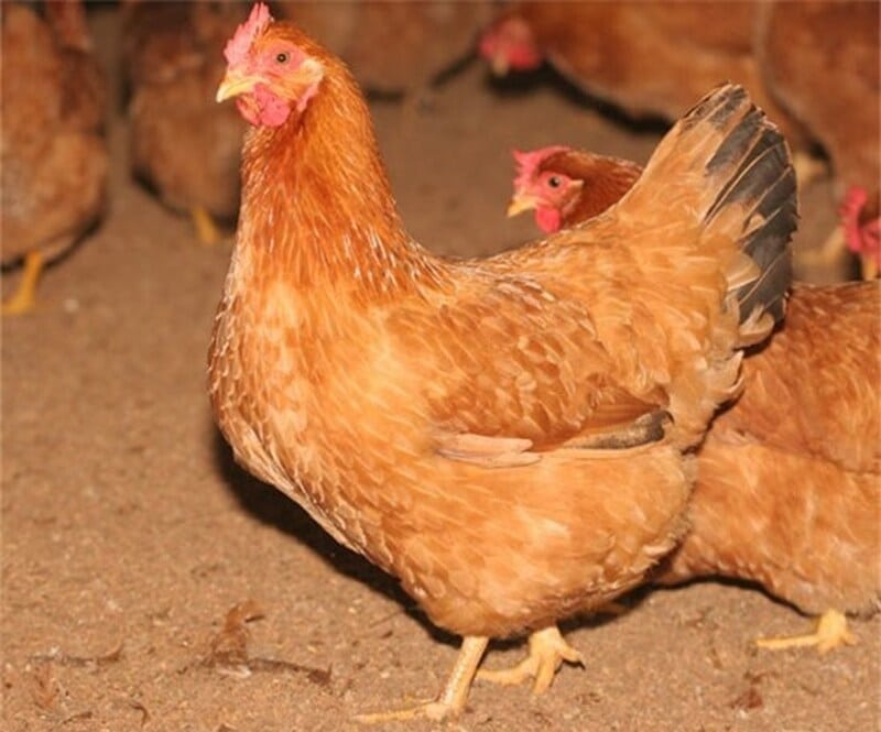 Gà Rhode Island Red siêu trứng với sức đề kháng cực cao