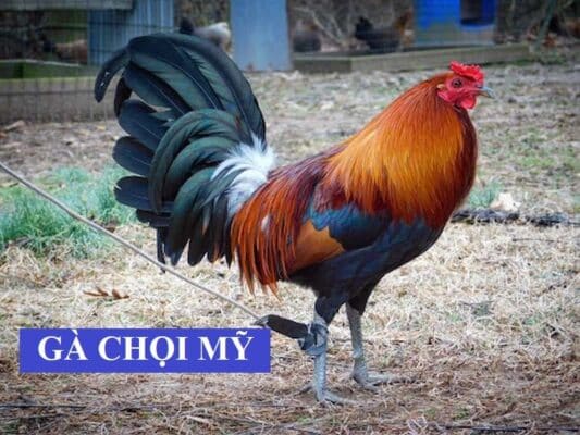 Gà Sweater có lối đá thông minh