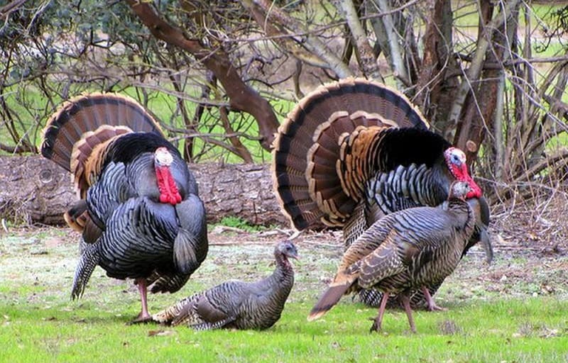 Gà tây là gà gì và quy trình nuôi giống gà này 2 Chúng có kích thước khổng lồ