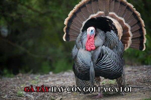 Tên gọi khác của giống gà từ Bắc Mỹ này là gà lôi