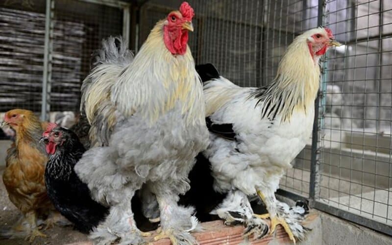 Gà Brahma - Giống gà khổng lồ với bản tính cực hiền lành 3 Gà khổng lồ với giá tương xứng