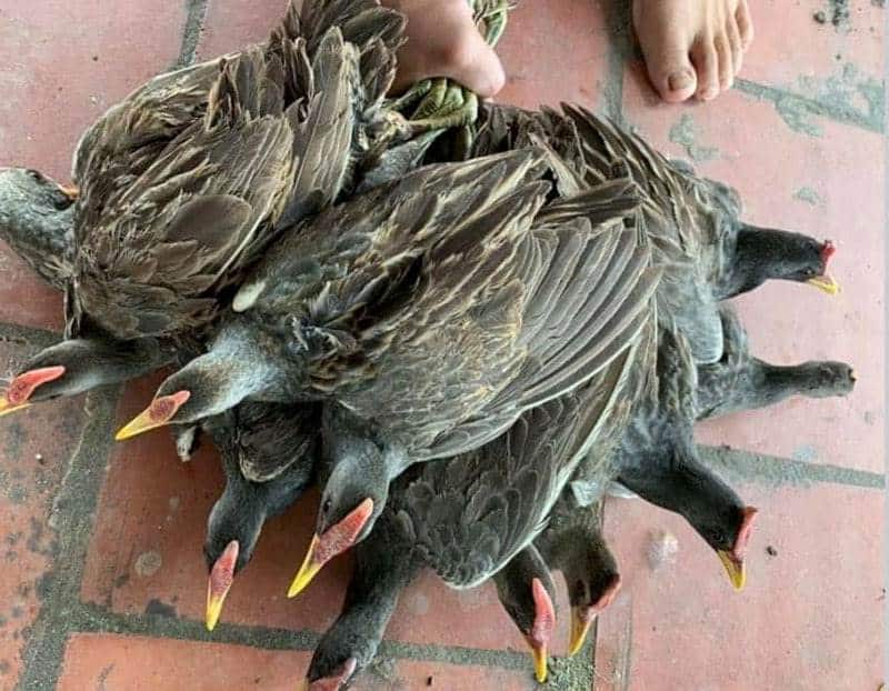 Gà tự nhiên được thuần chủng và nuôi dưỡng cho hiệu quả kinh tế cao