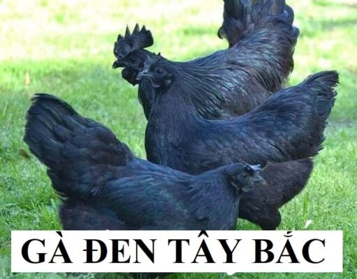 Giới thiệu về giống gà đen Tây Bắc